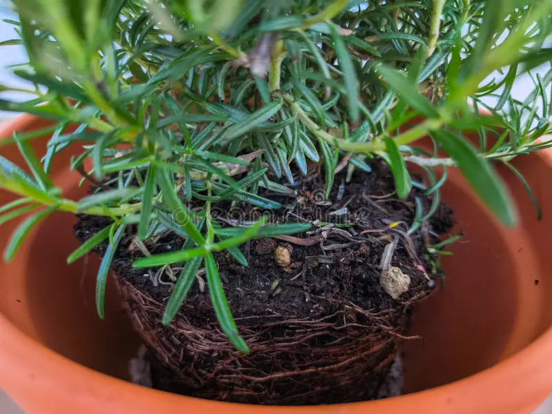 How Grow Rosemary