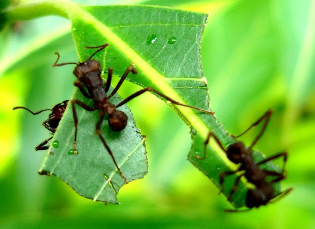 How to Keep Ants Out of Fruit Trees. A Simple Trick How Keep Ants Out of Fruit Trees - How to Keep Ants Out of Fruit Trees. A Simple Trick