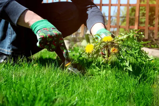 How To Eliminate Weeds From The Garden How To Eliminate Weeds Garden - How To Eliminate Weeds From The Garden