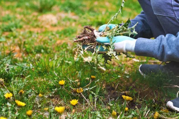 How To Eliminate Weeds From The Garden How To Eliminate Weeds - How To Eliminate Weeds From The Garden