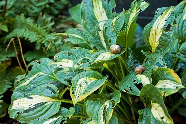 How To Keep Hostas Safe From Slugs