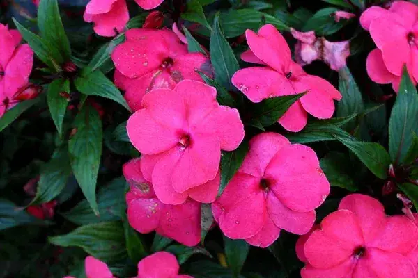 How to Fertilize Impatiens