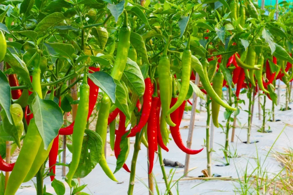 How to Fertilize Pepper Plants for Maximum Growth How to Fertilize Pepper Plants 1 1024x683 - How to Fertilize Pepper Plants for Maximum Growth