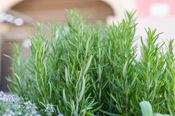 How to Grow Rosemary