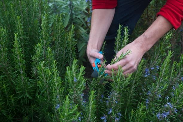 How to Grow Rosemary