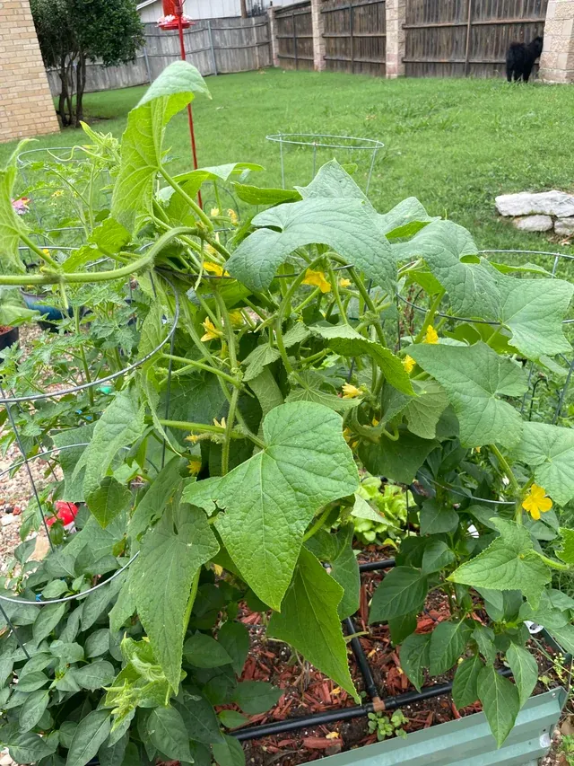 How to Make Cucumbers Grow, Not Just Bloom How to Make Cucumbers Grow Not Just Bloom 1 - How to Make Cucumbers Grow, Not Just Bloom