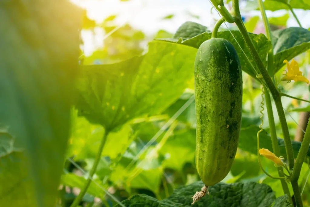 How to Make Cucumbers Grow, Not Just Bloom How to Make Cucumbers Grow Not Just Bloom 1024x683 - How to Make Cucumbers Grow, Not Just Bloom