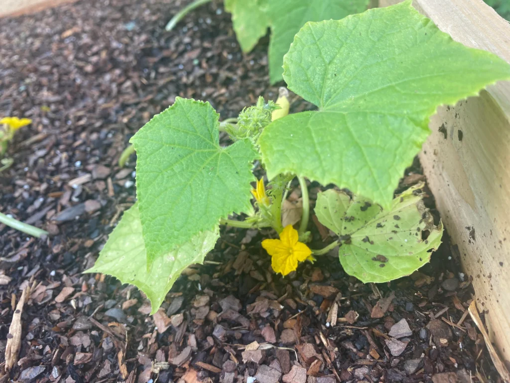 How to Make Cucumbers Grow, Not Just Bloom