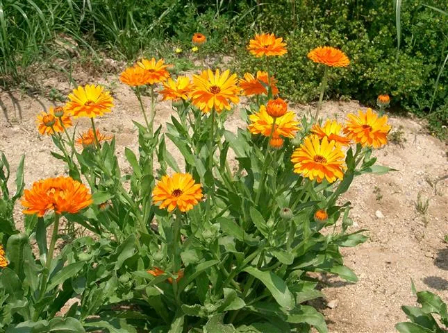 How to Make Large Marigolds Bloom Fertilization Tips