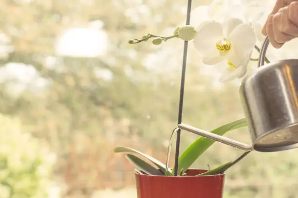 How to Water Orchids Correctly How to Water Orchids Correctly - How to Water Orchids Correctly