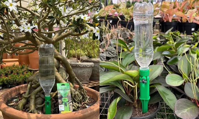 How to Water Your Garden Without DESTROYING It How to Water Your Garden Without DESTROYING 1 - How to Water Your Garden Without DESTROYING It