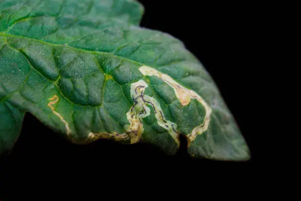 Effective Natural Solutions to Eliminate Leaf Miners How to eliminate Leaf Miners FB - Effective Natural Solutions to Eliminate Leaf Miners