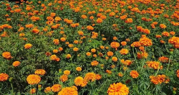 How to Make Large Marigolds Bloom Fertilization Tips