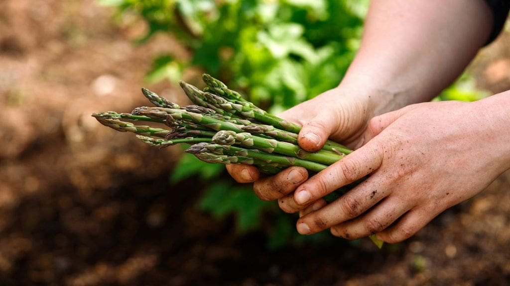 5 Mistakes Asparagus