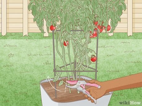 How to Prune Young Tomato Plants