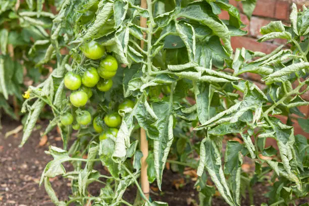 Stunning Facts About Tomato Leaf Curl You Need to Know Tomato Leaf Curl - Stunning Facts About Tomato Leaf Curl You Need to Know