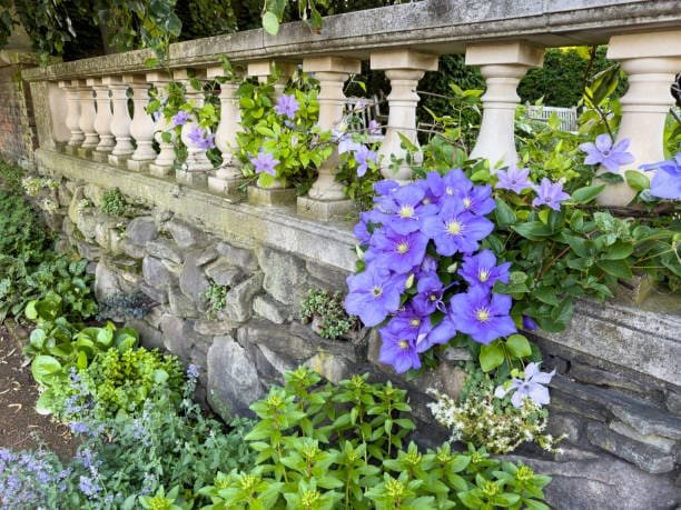 What To Do With Clematis After It Blooms