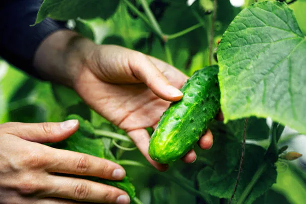 When To Harvest Cucumbers