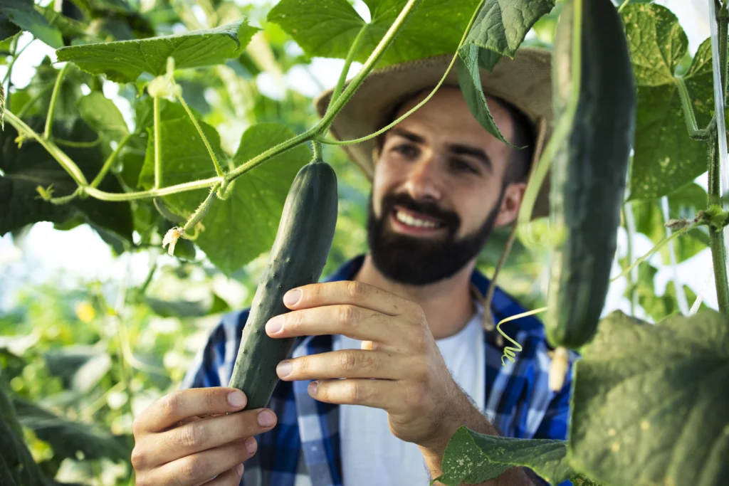 When To Harvest Cucumbers From Garden