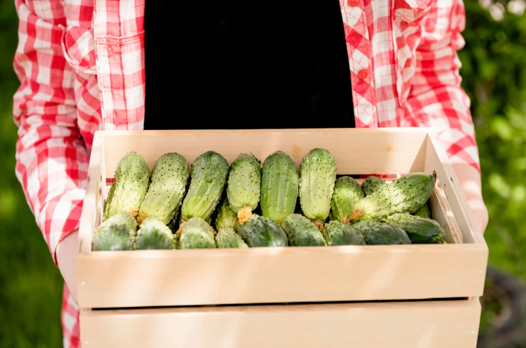 Harvest Cucumbers From Garden