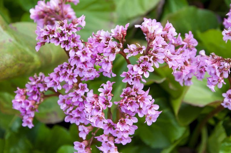 bergenia crassifolia - Discover Badan's Medicinal Benefits and Key Contraindications