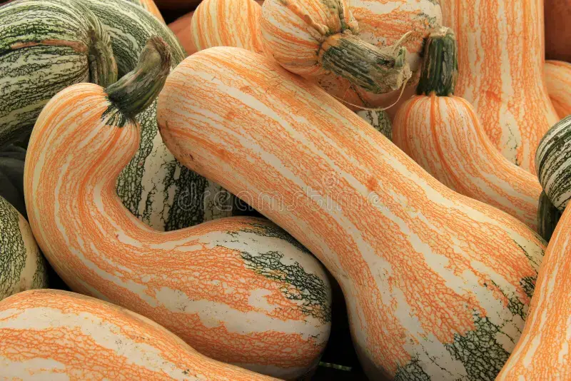 How to Grow Bigger, Better Squash