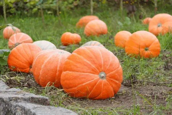 How to Grow Bigger, Better Squash: 5 Secret Tips