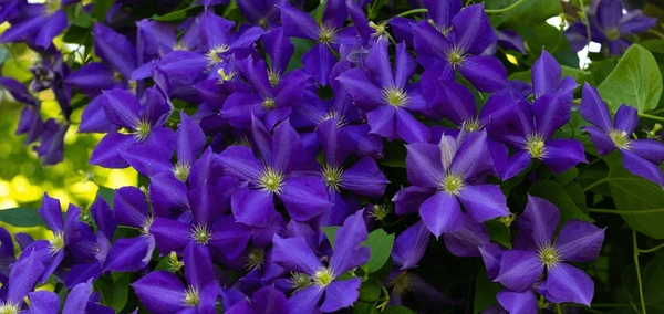 What To Do With Clematis After It Blooms