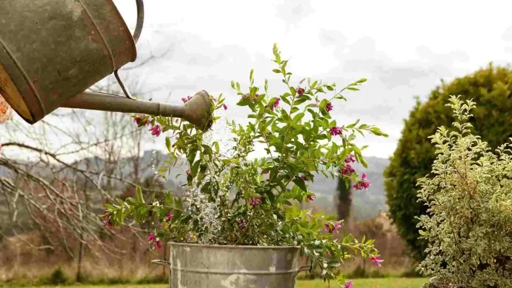 How to Water Your Garden Without DESTROYING It garden irrigated by sprinkler system - How to Water Your Garden Without DESTROYING It