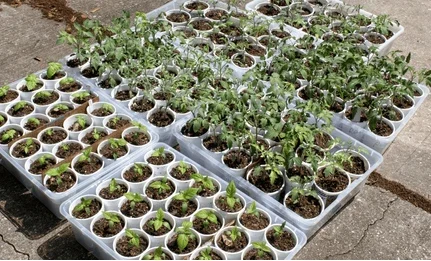 hardening off seedlings in a cold frame