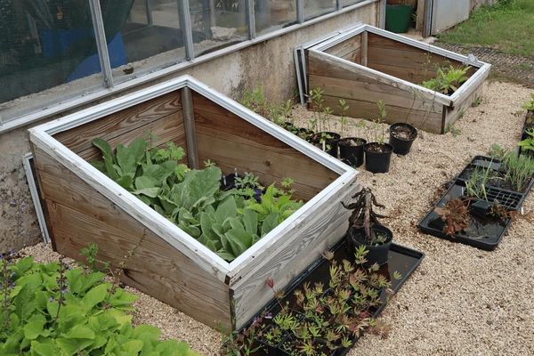 hardening off seedlings in a cold frame