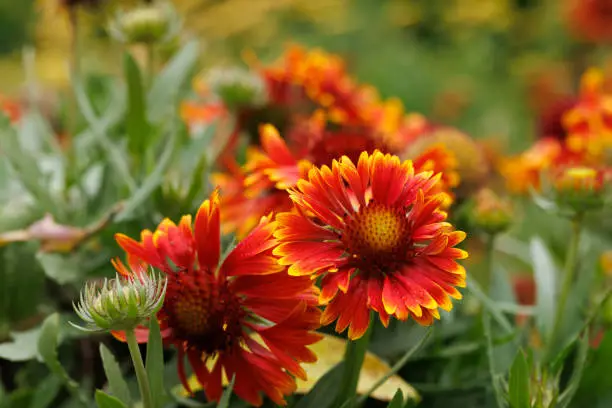 How to Care Blanket Flower in Your Garden