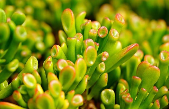 image 1 - Jade Plant Benefits: 5 Must-Know Care Tips (Indoor Guide)