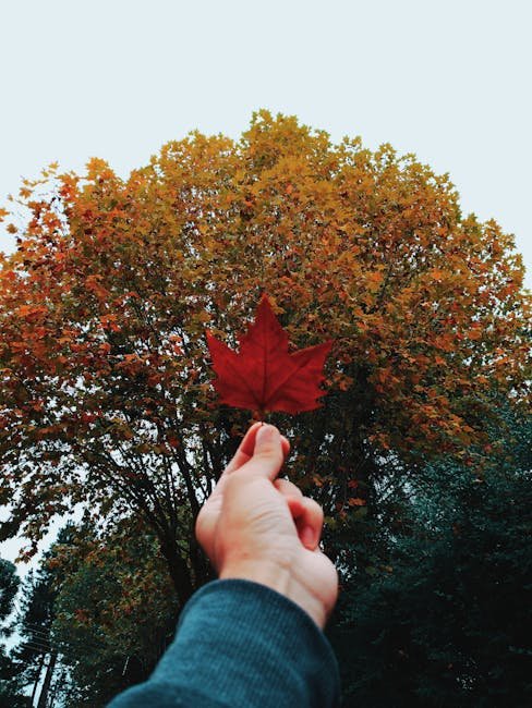 Top Maple Varieties for a Stunning Garden Display