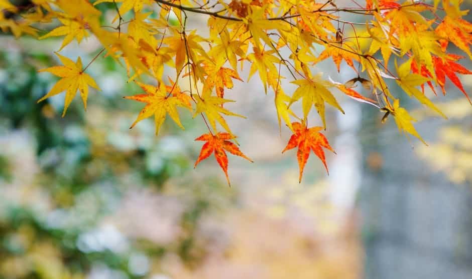 Top Maple Varieties for a Stunning Garden Display image 11 - Top Maple Varieties for a Stunning Garden Display