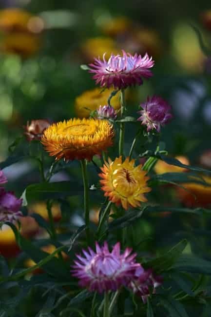 5 Stunning Ornamental Plants with Vibrant Blooms to Try image 13 - 5 Stunning Ornamental Plants with Vibrant Blooms to Try