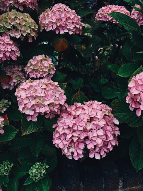 5 Stunning Ornamental Plants with Vibrant Blooms to Try image 14 - 5 Stunning Ornamental Plants with Vibrant Blooms to Try