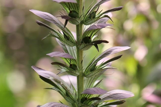 Best Bear's Breeches (Acanthus) Varieties for Your Garden image 14 - Best Bear's Breeches (Acanthus) Varieties for Your Garden