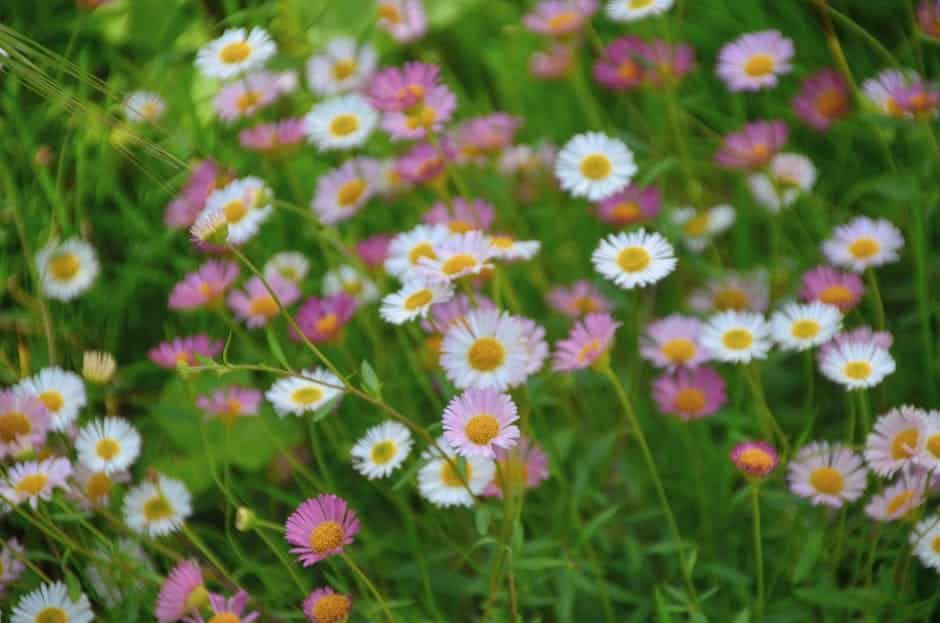 Ultimate Guide to Caring for Erigeron Karvinskianus (Wild Daisy) image 15 - Ultimate Guide to Caring for Erigeron Karvinskianus (Wild Daisy)
