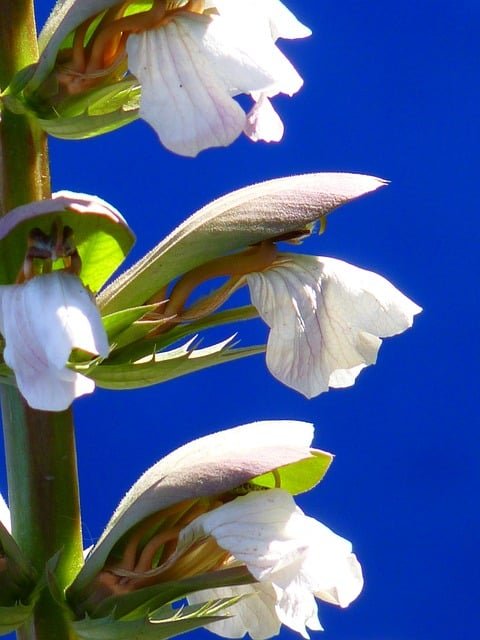 Best Bear's Breeches (Acanthus) Varieties for Your Garden image 15 - Best Bear's Breeches (Acanthus) Varieties for Your Garden