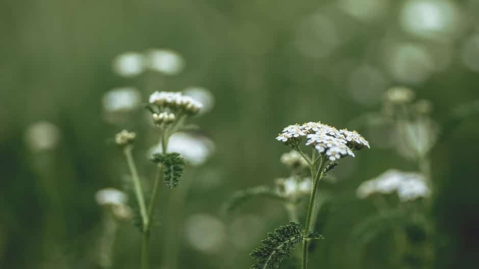 Yarrow (Achillea): Top Medicinal Plant for Your Garden image 16 - Yarrow (Achillea): Top Medicinal Plant for Your Garden