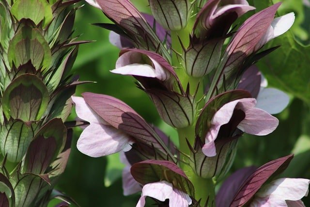 Best Bear’s Breeches (Acanthus) Varieties for Your Garden
