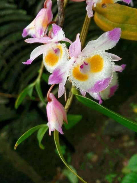 Care Tips for Dendrobium Nobile: A Stunning Orchid Flower image 17 - Care Tips for Dendrobium Nobile: A Stunning Orchid Flower