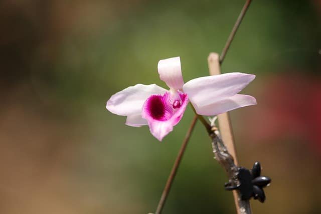 Care Tips for Dendrobium Nobile: A Stunning Orchid Flower image 18 - Care Tips for Dendrobium Nobile: A Stunning Orchid Flower
