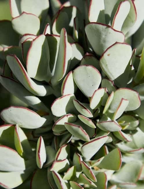image 2 - Jade Plant Benefits: 5 Must-Know Care Tips (Indoor Guide)