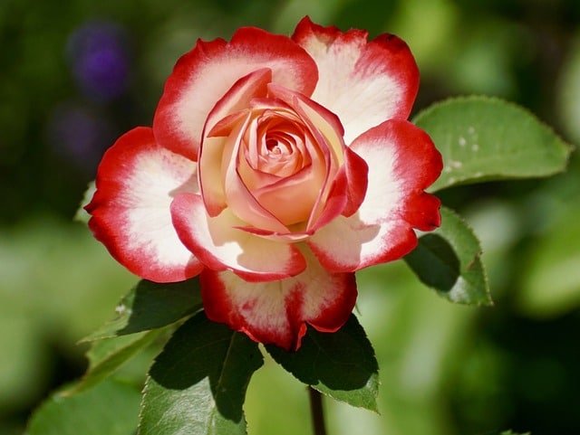 image 21 - When to Feed Roses: Spring, Summer & Autumn Guide