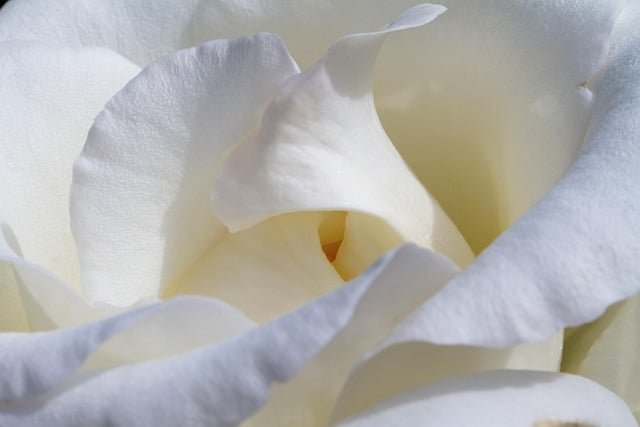 image 22 - When to Feed Roses: Spring, Summer & Autumn Guide