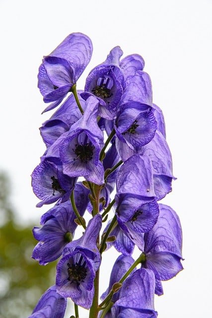 Discover Aconite: The Beautiful Yet Deadly Plant image 23 - Discover Aconite: The Beautiful Yet Deadly Plant