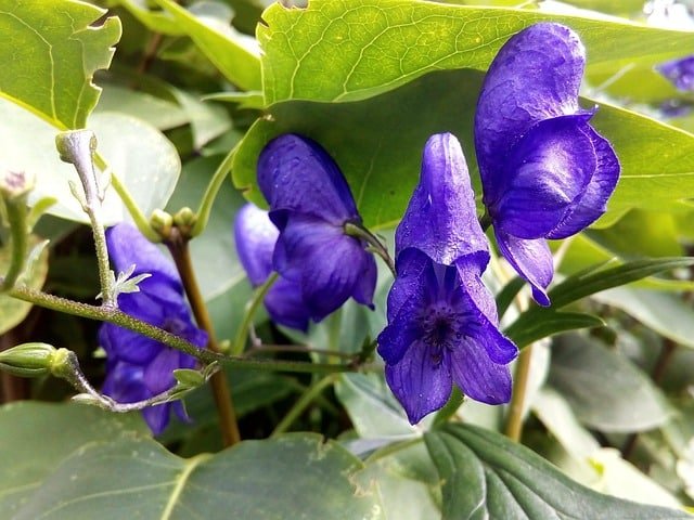 Discover Aconite: The Beautiful Yet Deadly Plant image 24 - Discover Aconite: The Beautiful Yet Deadly Plant