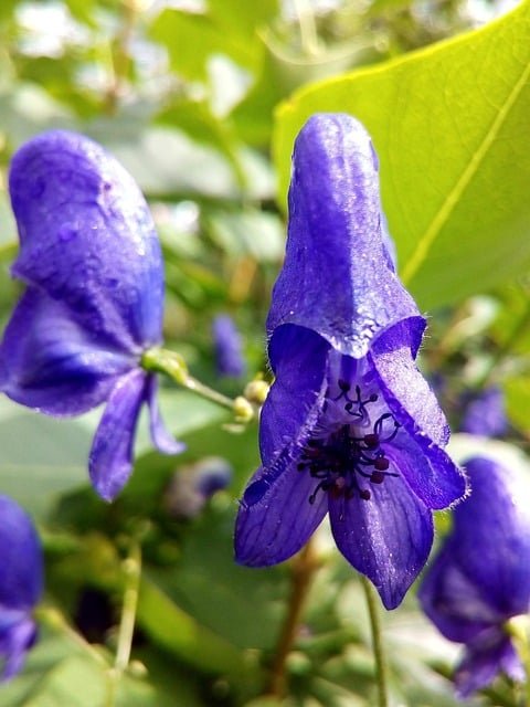 Discover Aconite: The Beautiful Yet Deadly Plant